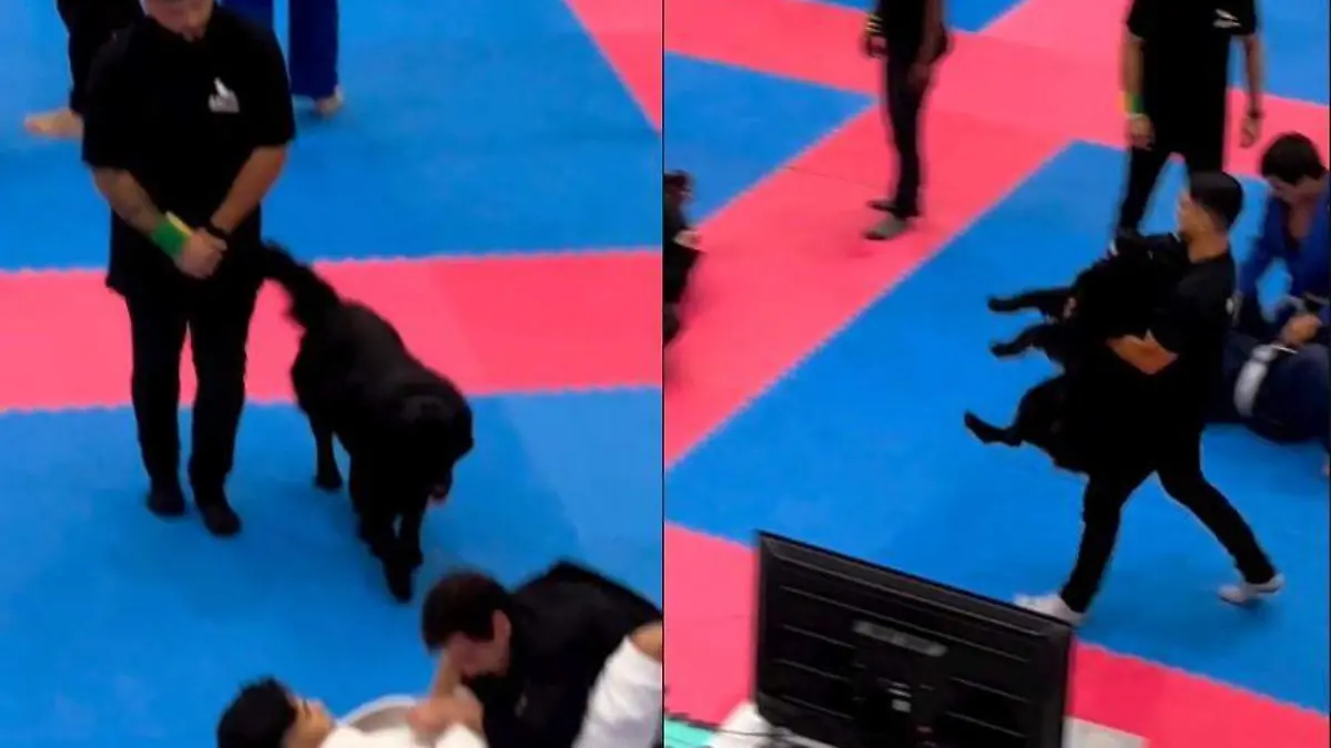 JiuJitsu Perrito